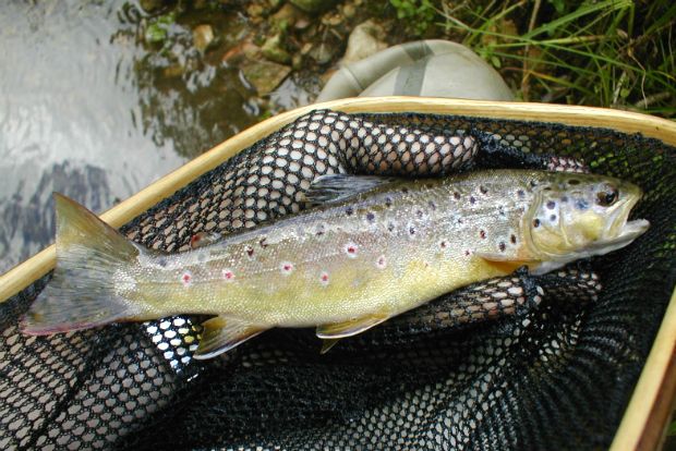 Photo: cotswoldflyfishers.co.uk