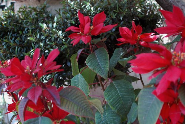 Photo: bonbayel@Flickr