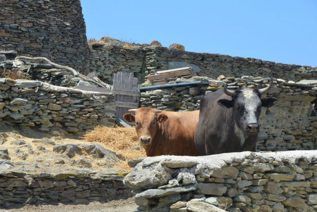 Οικιστικό σύμπλεγμα της αγροτικής οικογενειακής οικονομίας με στάνη, φούρνο, ρακιδιό, πατητήρι και αποθήκη κρασιών, φωτό: Γιώργος Πίττας