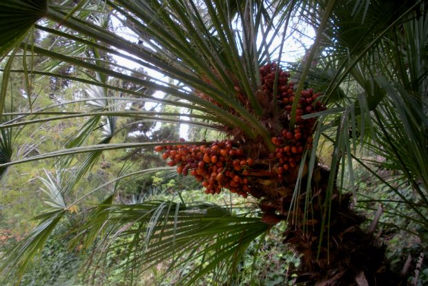 Photo: sftrajan@Flickr