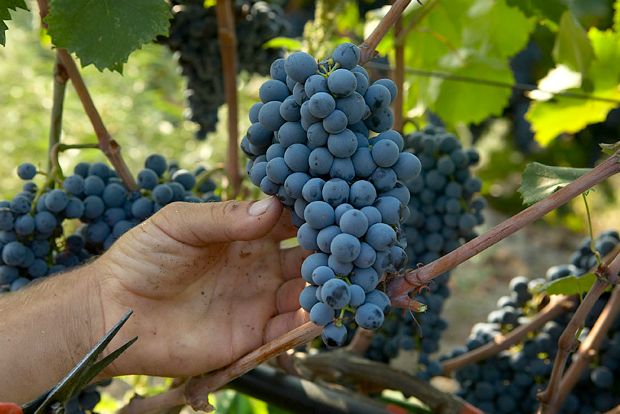 Photo: gerovassiliou.gr