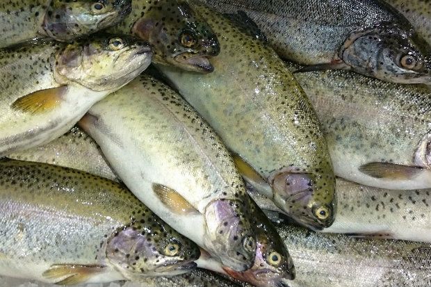 [photo: Νικος Μορόπουλος]