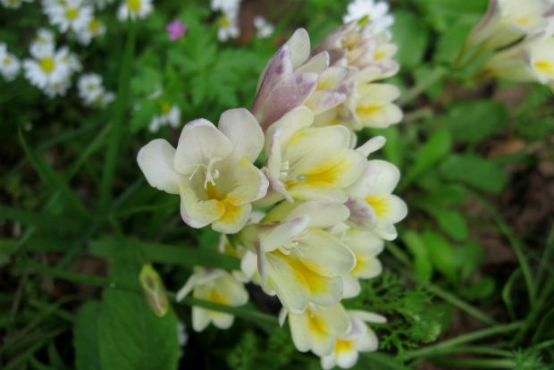 Freesia corymbosa