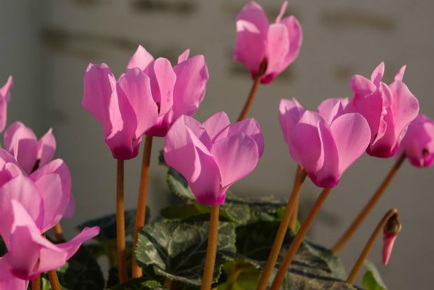 photo: albireo2006@Flickr