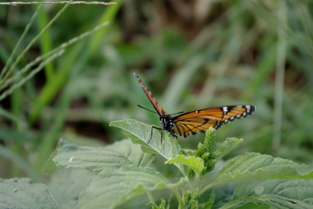 Photo: blogs.dickinson.edu