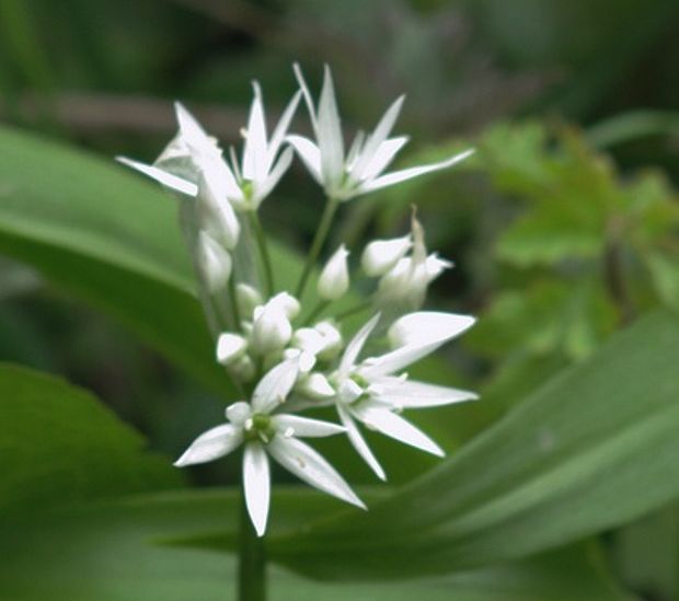 Τρυφερό άνθος μιας ποικιλίας άγριου σκόρδου