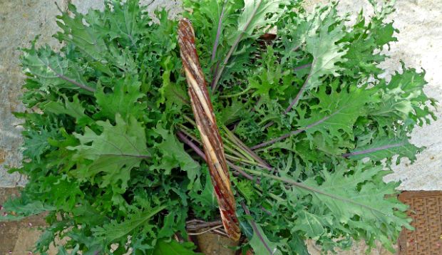 Photo: Russian kale
