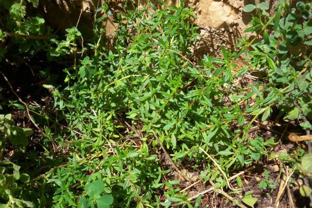 Θυμάρι έρπον, photo: Άντυ Παξινός