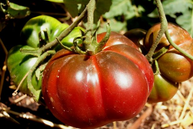 photo: Άντυ Παξινός