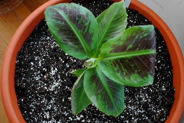 Photo: pottedfarm.blogspot.gr