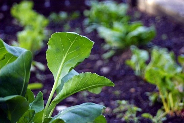 Photo: elisabethrobson@Flickr