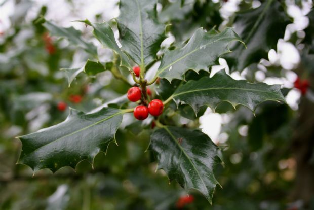 Αρκουδοπούρναρο, λιόπουρνο ή ου, το ρουμπίνι του βουνού [Photo: bookmouse / Flickr]