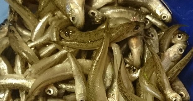 Photo: Νίκος Μορόπουλος