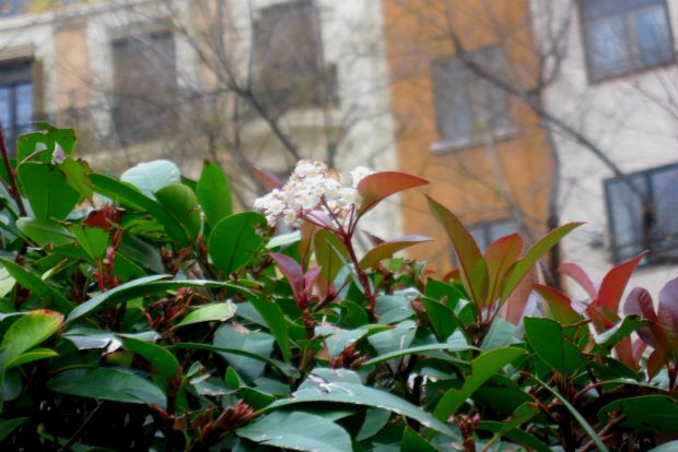 Η ψευτοδάφνη της Μαδρίτης