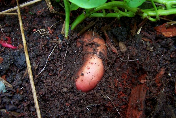 Photo: outlawgarden.com