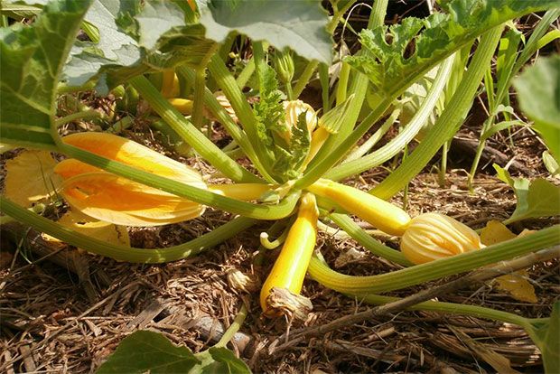 Photo: Παξινός Άντυ