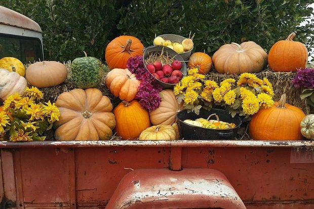 Φθινοπωρινές και χειμωνιάτικες ποικιλίες κολοκύθας (maxpixel.net)