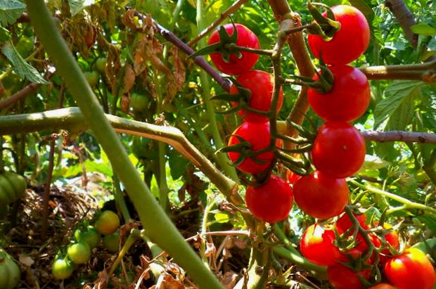 photo: Άντυ Παξινός