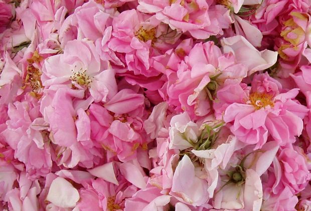 Photo: kozaniroses.gr