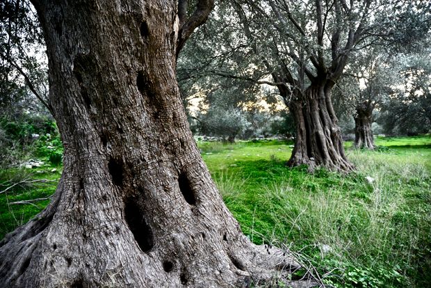 φωτό: Ολυμπία Κρασαγάκη
