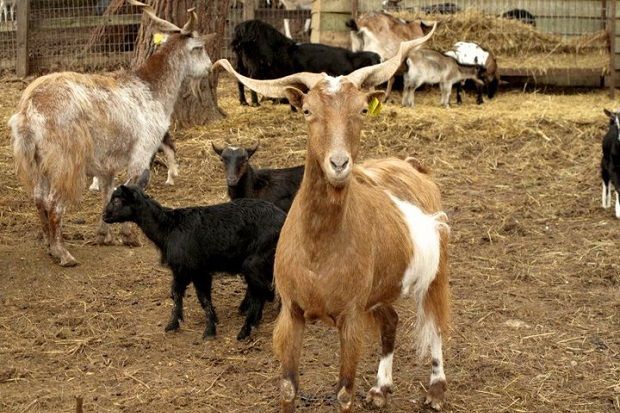 Στιγμιότυπο από μέρος του κτήματος στην Κήρινθο (Facebook/Ευβιοτοποι -eviotopoi)