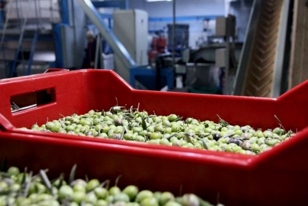 Photo: messolongifields.com