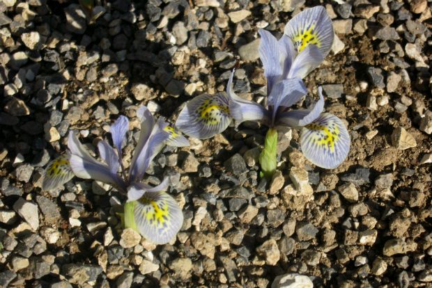 Iris reticulata 'Katherine Hodgkin'