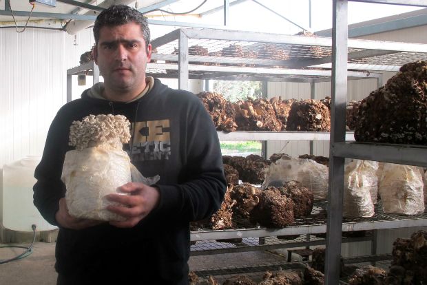 Φωτο: Ο Δημήτρης Τσακίρης επί το έργον, κρατώντας μία Grifola frondosa