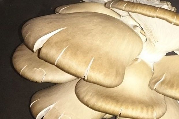 [photo: Νίκος Μορόπουλος]