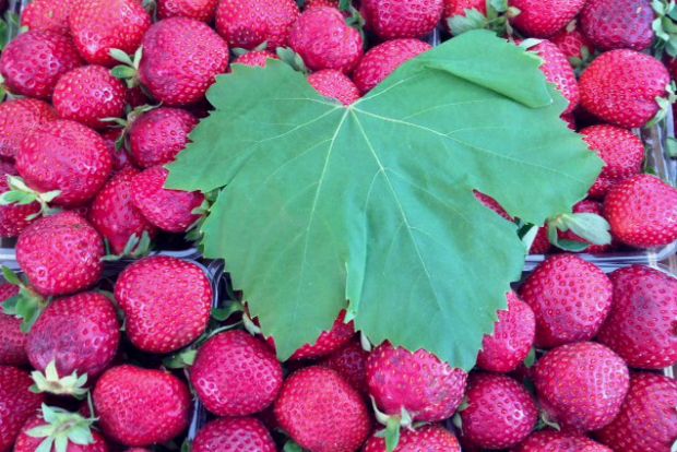 φωτό: Κική Τριανταφύλλη