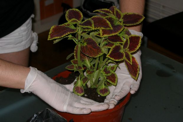 Photo: ftiaxnokipo.gr