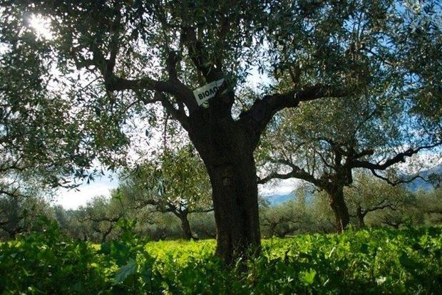 Στους ελαιώνες Σακελλαρόπουλου