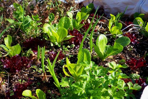 photo: Άντυ Παξινός