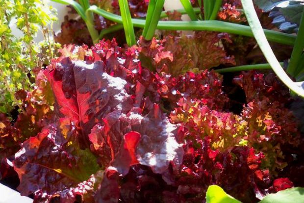 photo: Άντυ Παξινός