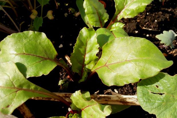 photo: Άντυ Παξινός