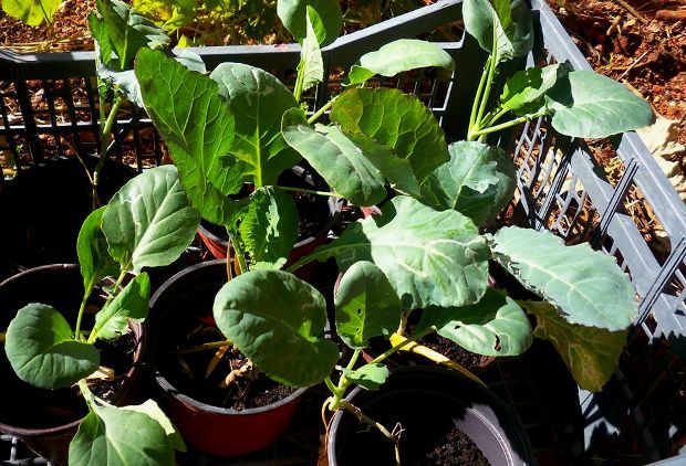 photo: Άντυ Παξινός