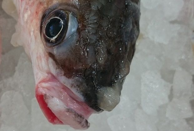 [photo: Νίκος Μορόπουλος]