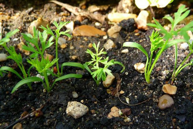 Καρότα, colourme@Flickr