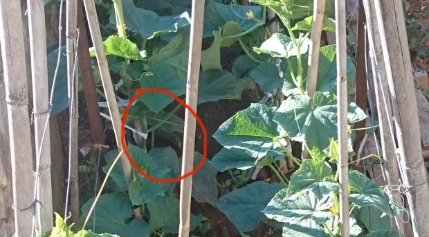 photo: Νίκος Μορόπουλος