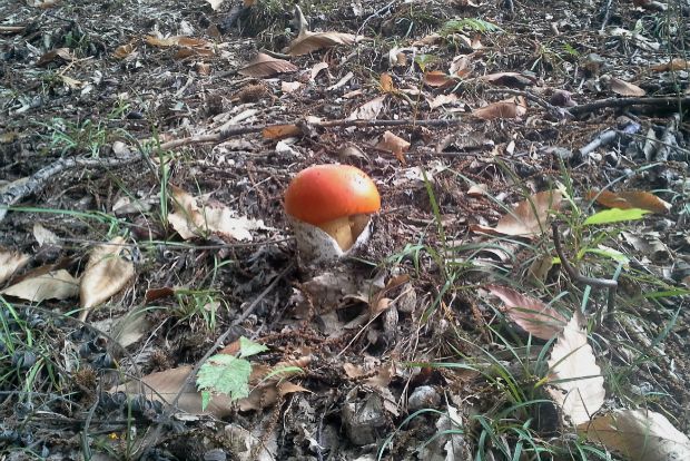 photo: Φιλάρετος Ψημμένος