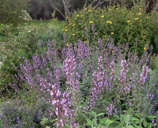 Salvia Phlomis Rosemary