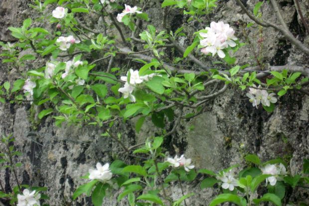 Οι ανθισμένες μηλιές