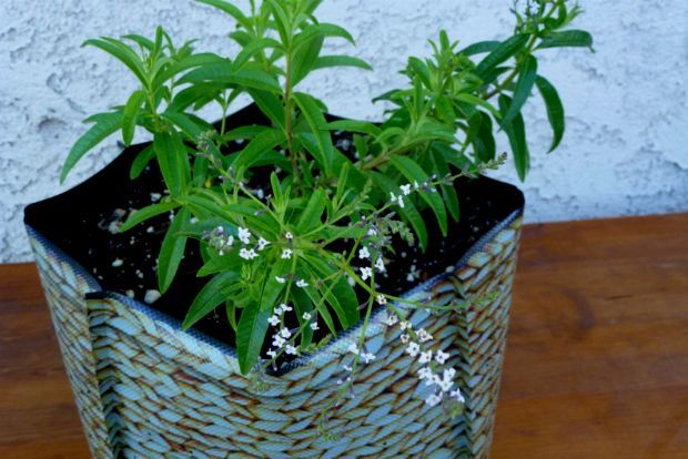 Photo: sanctuarysoil.com