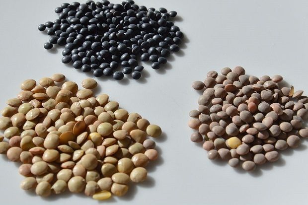 Χοντρές καστανές φακές (αριστερά), μικρότερες φακές pardina και μικρές μαύρες beluga (Wikimedia Commons)