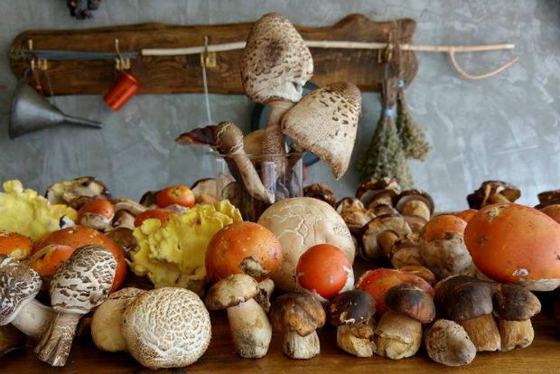 Facebook/DirfisMushrooms