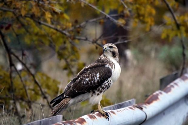 Γεράκι, urban_jungle@Flickr