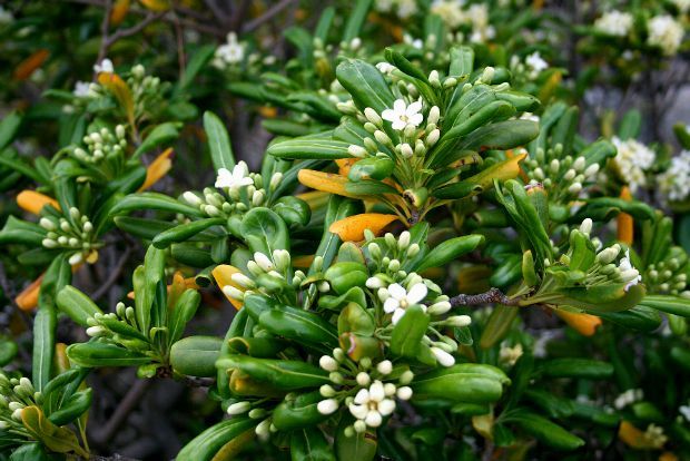 Photo: Pittosporum tobira, wikimedia.org
