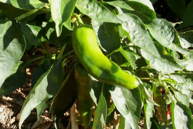 photo: Άντυ Παξινός