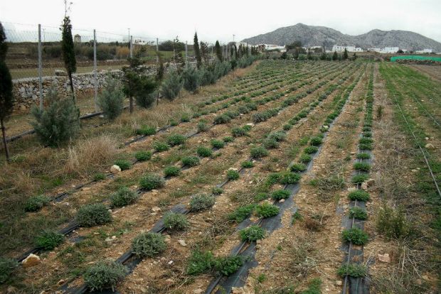 Φασκομηλιές και στο βάθος το Σαγκρί