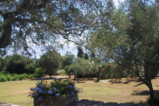 Αντί γκαζόν:  Λιβάδι εν μέσω θέρους